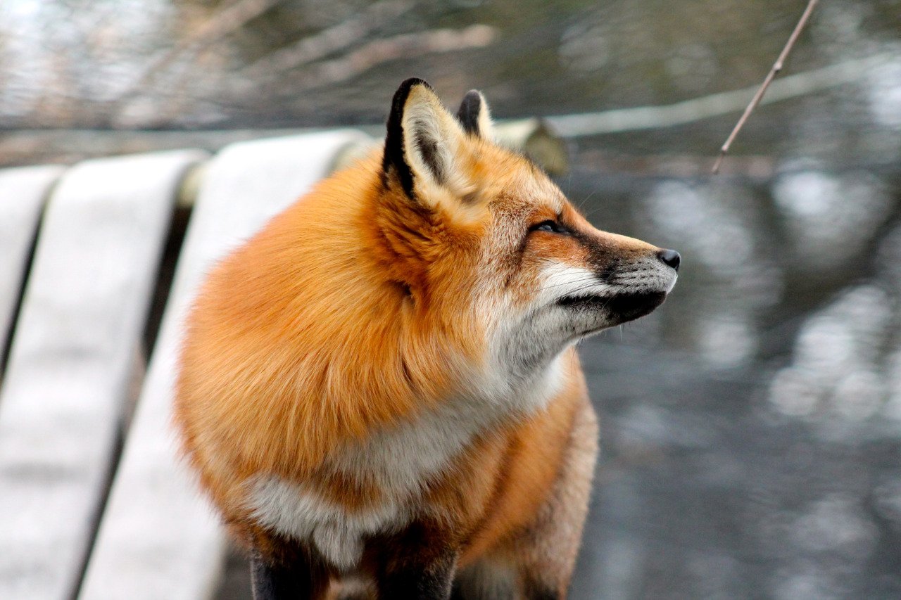 キツネがかわいい 相互フォロー100 Aluzenti Safe Twitter