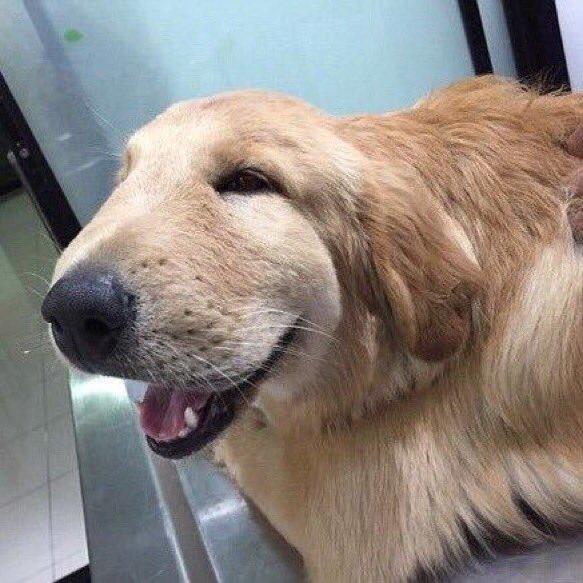 thefemaleboook's tweet photo. This dog swallowed a wasp &amp; he still looks adorable 😂😍 https://t.co/0iX3UbIm6o
