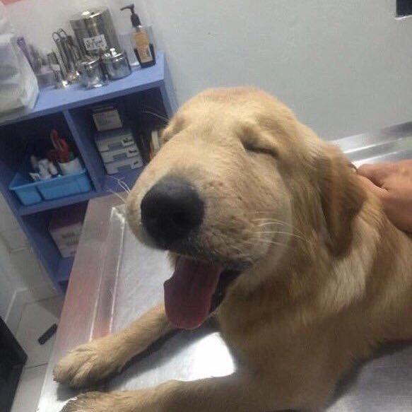 thefemaleboook's tweet photo. This dog swallowed a wasp &amp; he still looks adorable 😂😍 https://t.co/0iX3UbIm6o