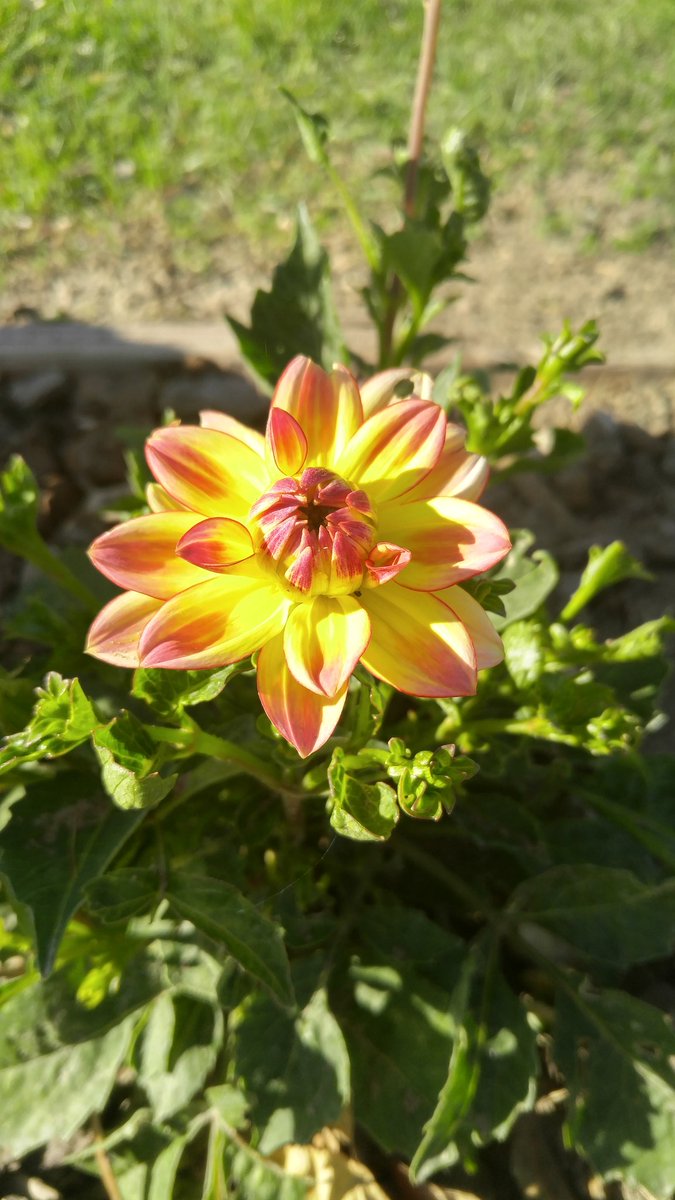 mrsmudgett's tweet photo. My daliah is starting to bloom. #flowers https://t.co/eTquUnY00O