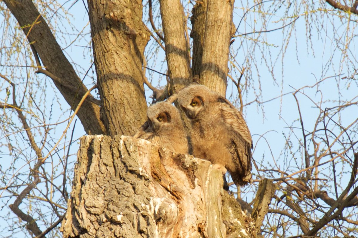 2 Brother owls @GibbonsPark #ldnont taken today. #wildlifephotography