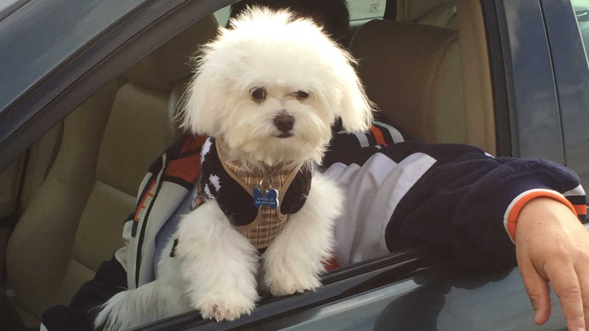 ABC7NY's tweet photo. New Jersey family pleads for help after dog stolen, held for ransom: https://t.co/s9mcrFx4wL https://t.co/THbk9FJvFW