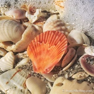 iLoveShelling's tweet photo. Always flat out thrilled to catch a FLAT 🐚🎉 #flatscallop #beforethewaves #seashell #sanibel #beachfind #beachcombin… https://t.co/J6828kpYmF