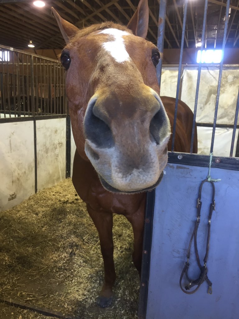 sarcasteq's tweet image. First show may not have gone to plan, but couldn't have asked for better girls or a better horse to spend it with💘