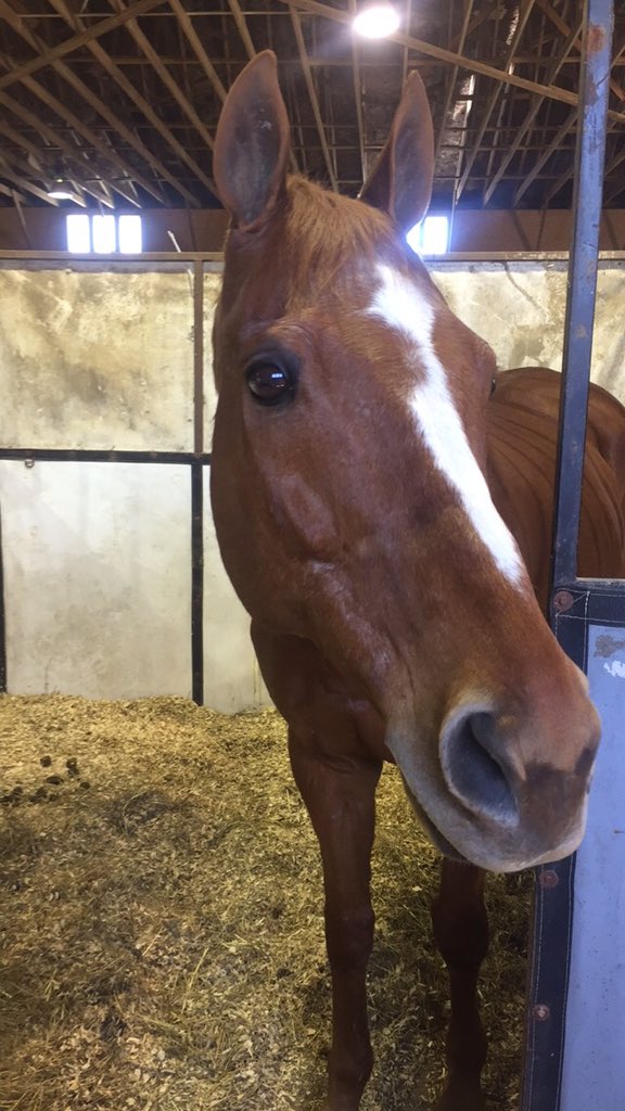 sarcasteq's tweet image. First show may not have gone to plan, but couldn't have asked for better girls or a better horse to spend it with💘