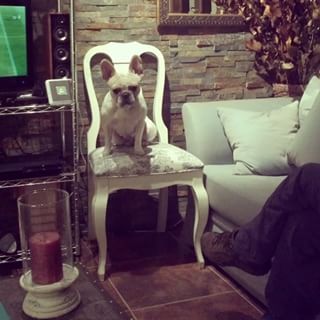Frenchie_Cute's tweet photo. #frenchiedogs #frenchbulldog #frenchie #bulldogs #bulldogfrances #bulldogsofinstagram https://t.co/2BqiWQiHBa https://t.co/EEmkOv4OwA