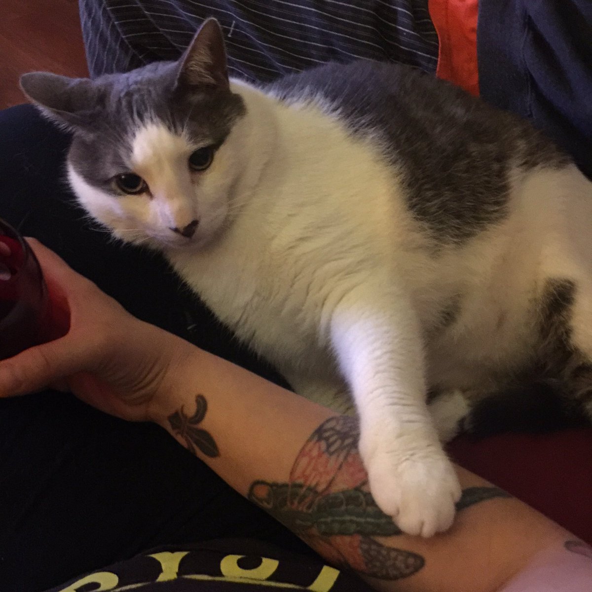 JoiBrozek's tweet photo. Klaus doesn't watch TV. He watches me. #CatsOfTwitter #CatsKnowEverything #CatSeflie https://t.co/BjIqaoSBkP