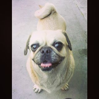 Joy_PhotoCam's tweet image. "Wut? No high, I'm not mom"
#pug #PugsOfInstgram #DogsOfInstagram findelight.net/puggie_detail.…