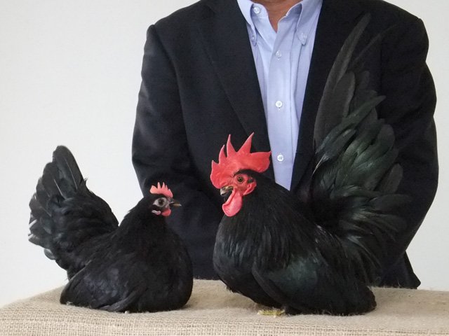 逢沢雨月 ちゃぼ品評会 優勝の皆さん 三色 みいろ 碁石さんと 黒チャボさん 三色の茶は 濃い程いいのだそうで T Co 0xgchirln8 Twitter