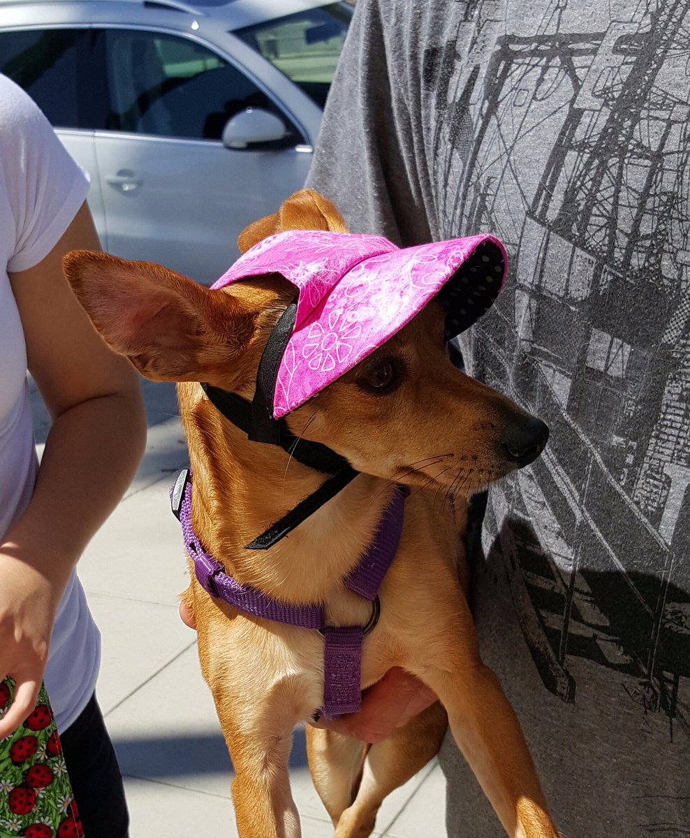 carisummer1's tweet photo. Small Doggy SuperVisors today at the #santabarbara #beach art and craft show. https://t.co/Eo5pkC6l1K  #dogs https://t.co/I1EEghjpMy