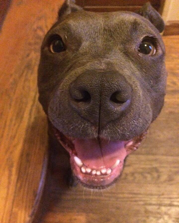 poguesnotdead's tweet photo. Anya and Brutus literally changed my life. Love my little babies. #pitdaddy #AdoptDontShop https://t.co/1BhJl7BsGF