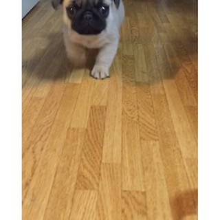 よちよちがペロンする赤ちゃん動画。
#pug #パグ #babypuggies #puppy findelight.net/puggie_detail.…