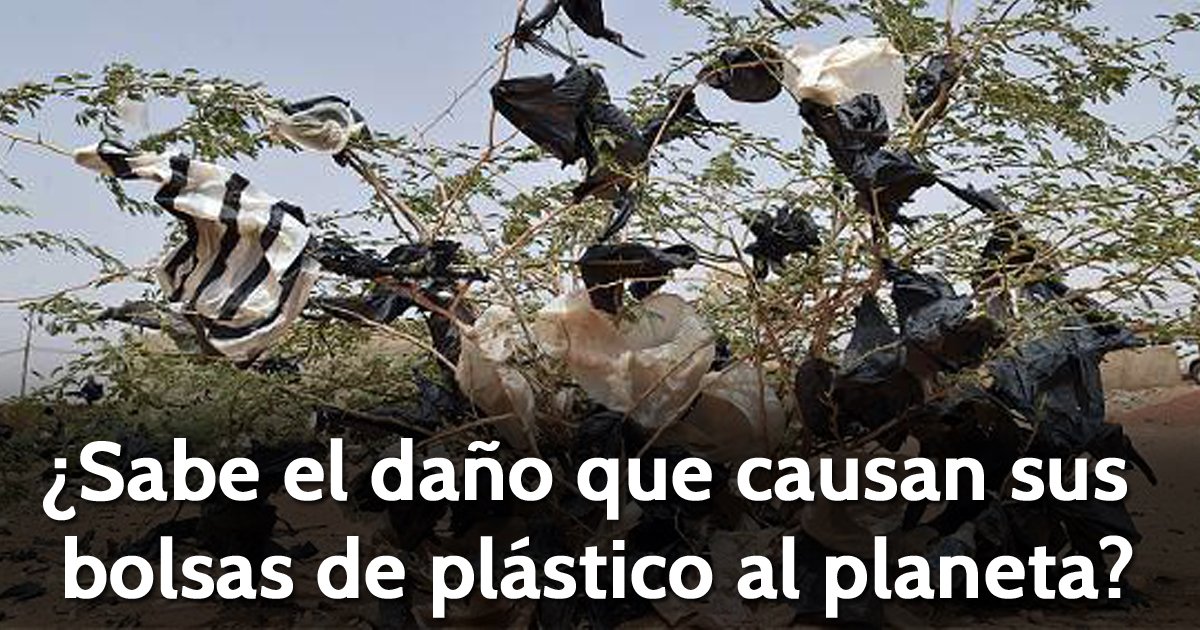 ELTIEMPO's tweet photo. Actualmente el 60 % de las especies marinas tienen en su intestino rastros de ese material https://t.co/4Q1rIeOLId https://t.co/XMWhIlNNZq