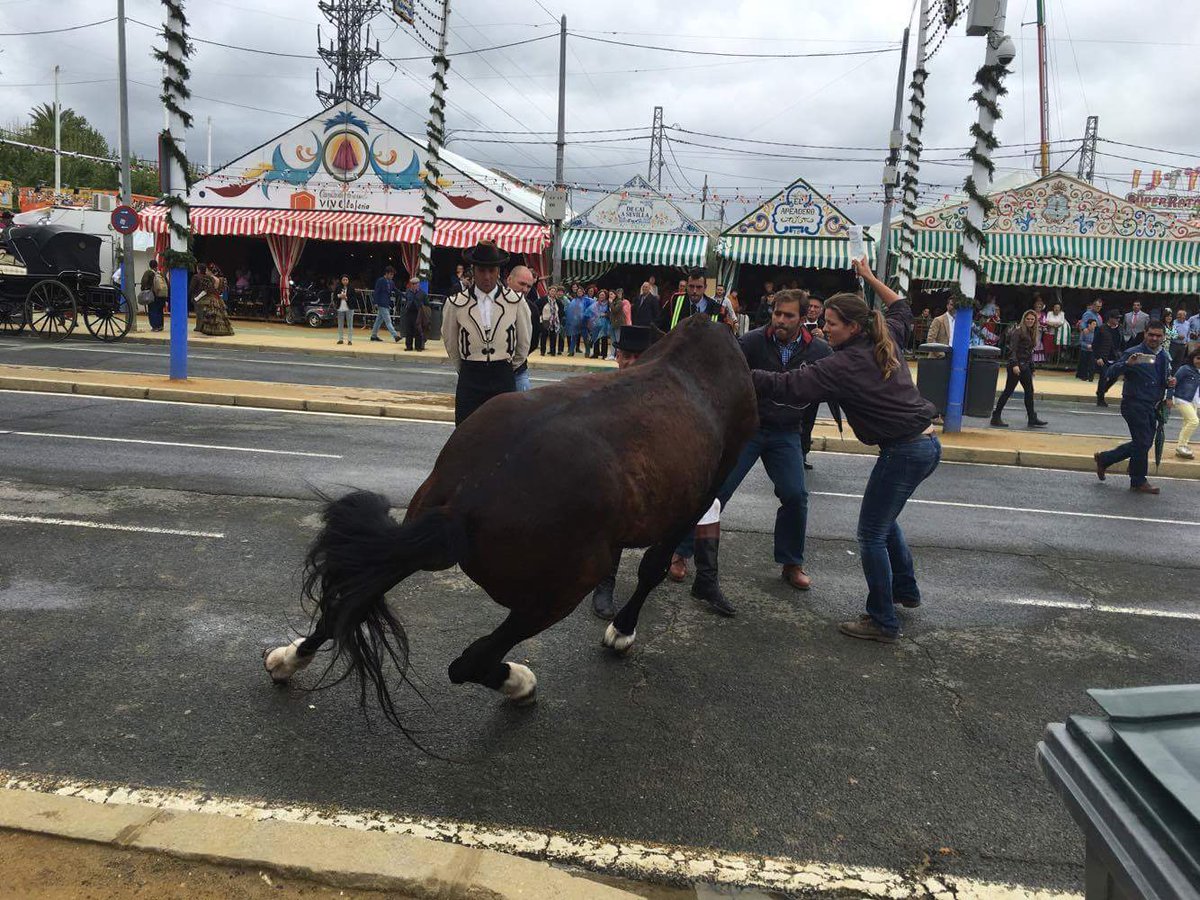PartidoPACMA's tweet photo. Los animales no están aquí para que los explotemos. ¡BASTA YA de Maltrato Animal! #FeriaSevilla16 https://t.co/da0K7w6wLF