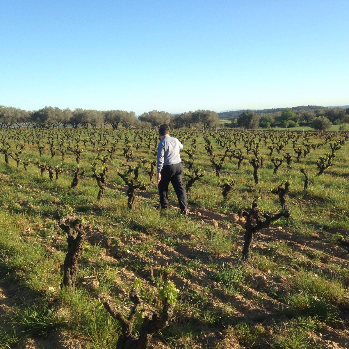 JosepPituRoca's tweet photo. Avui a @EspaiMasMarroch ,@DOEmporda mostra el pas ferm entre vinyes Tastarem passat nostàlgic i present primaveral https://t.co/BzDxpoRXK8