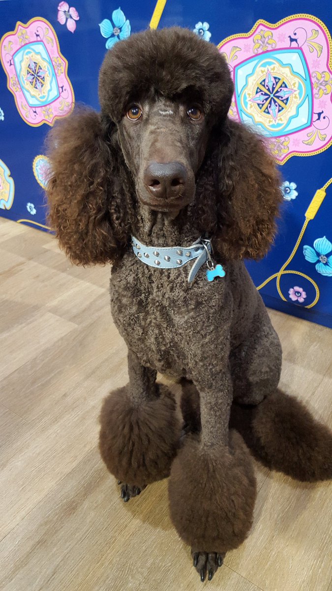 ChocolateSpence's tweet image. Today is the one year anniversary since I was adopted! My new mum &amp;amp; dad love me to bits and spoil me! #adoptionwin