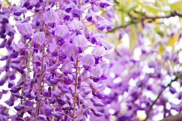 子育てパパとママの育児相談ブログ あしかがフラワーパークの割引はクーポンやjafとメール会員 T Co 7irmsrcdgl T Co Hca7sowmos Twitter