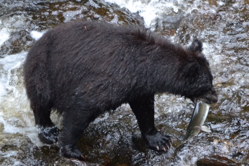 Your experience with Carlin Air 
starts with a bear.