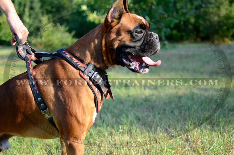 fordogtrainers's tweet photo. RT: #Boxer in a stylish painted #leatherdogharness #dogequipment #dogtraining #dogsoftwitter #dogtools #dogs https://t.co/hv1iVzIh5p