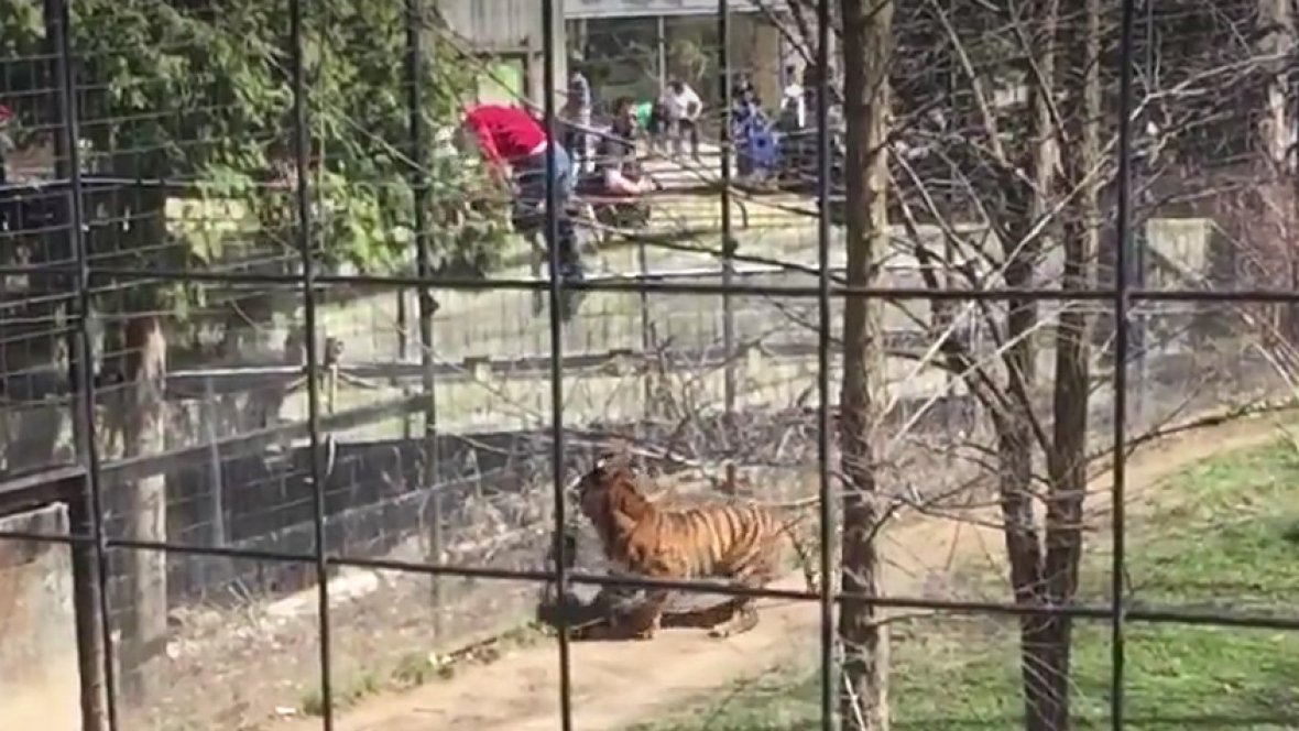 'She jumped into a tiger cage': Toronto Zoo investigates after woman jumps tiger's fence cbc.ca/1.3539582