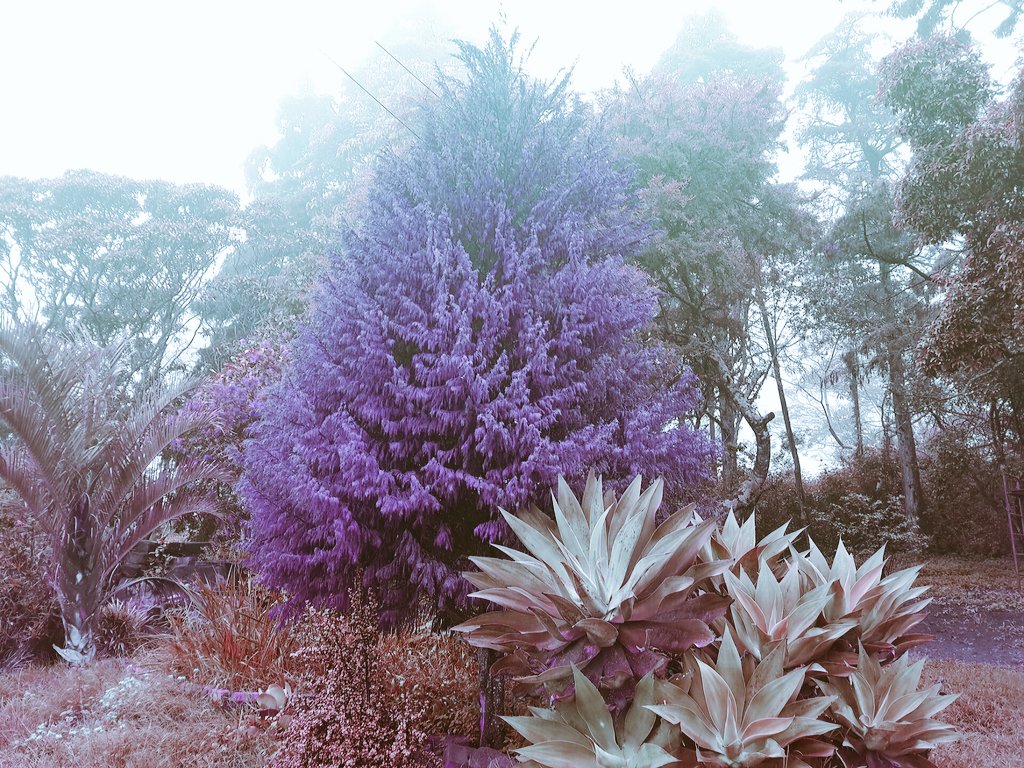 Xavereen Tree Shen (@Shen_Andrea) / Posts / X