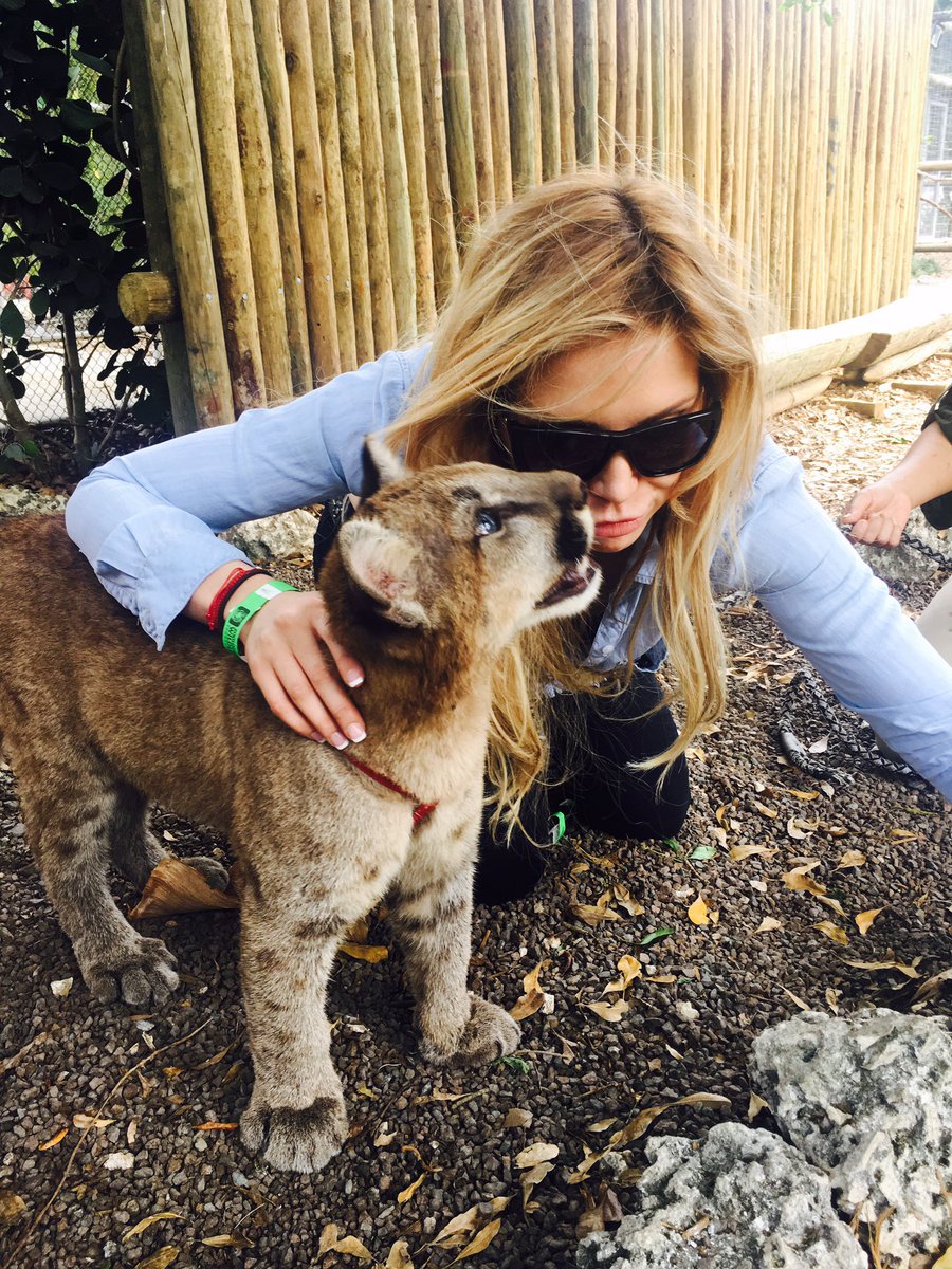 livmorluv's tweet photo. 👁❤️🐯 support the kitties @ZWFMiami #livmor #livmorluv #feline #felinelove #wildanimals #rescue #foundation #giveback https://t.co/WIiXdRLZOi