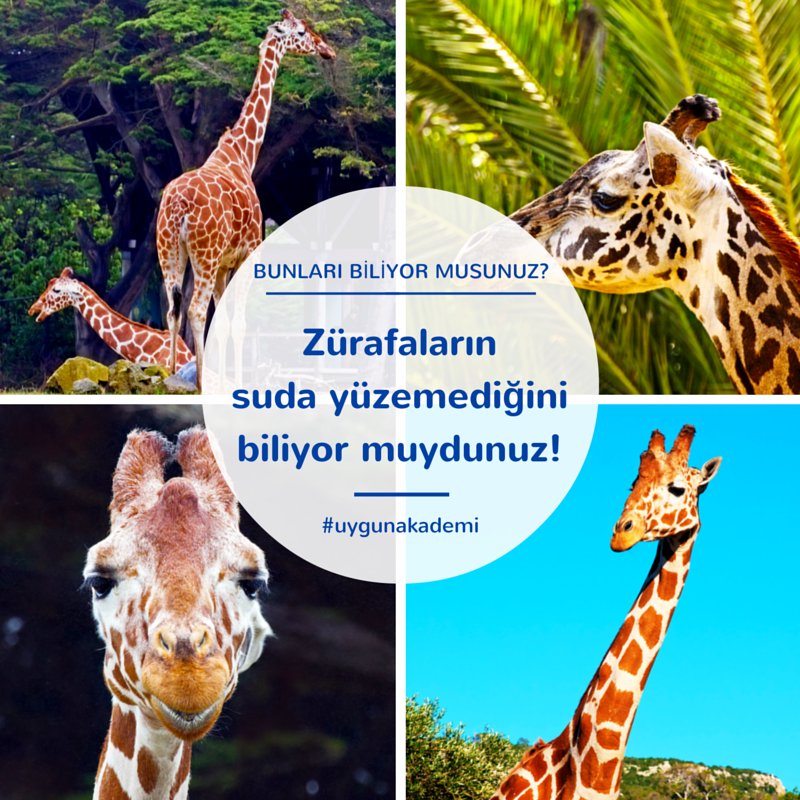 Zürafalar Afrika’da yaşamlarını sürdürürler. Güney Afrika ve Kuzey Afrika en çok bulundukları bölgelerdir. :)