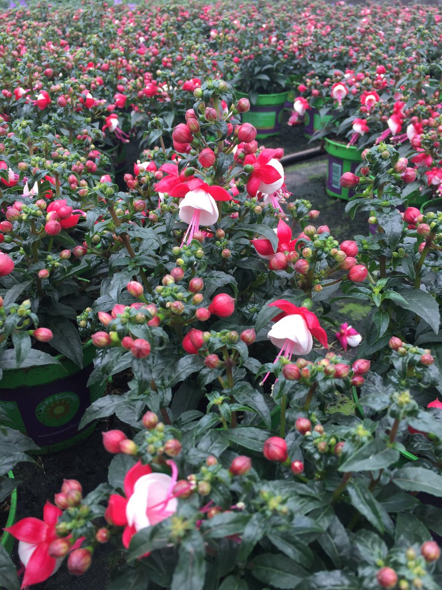 Fuchsia--#Happy Summer#