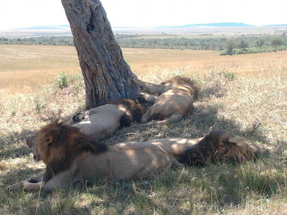 magicalkenya's tweet photo. Maasai Mara April holidays and Labour day #TembeaKenya offers https://t.co/tmvLkAEo87 #BaseCampExplorer https://t.co/2WAjwX4kCC