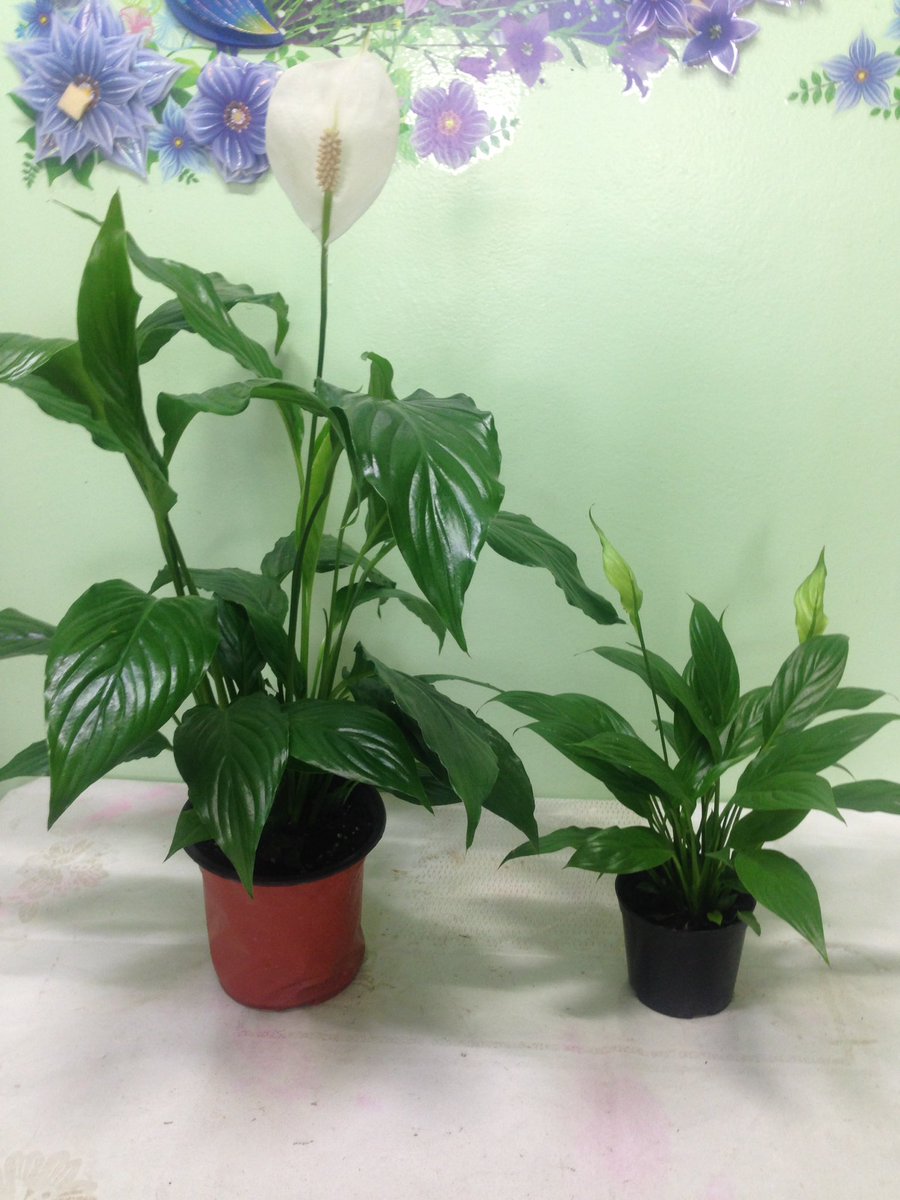 Нөмөргөнө цэцэг:
Агаар цэвэршүүлэгч шилдэг цэцгийн нэг төдийгүй эмэгтэй хүний аз жаргалын цэцэг гэж бэлгэддэг.