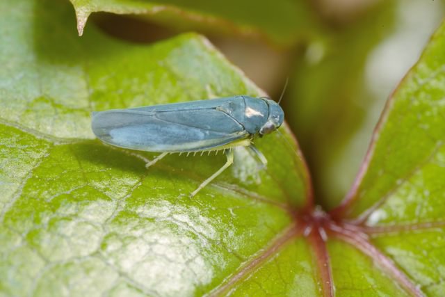 カメムシ セミ ウンカ Hemiptera Twitter