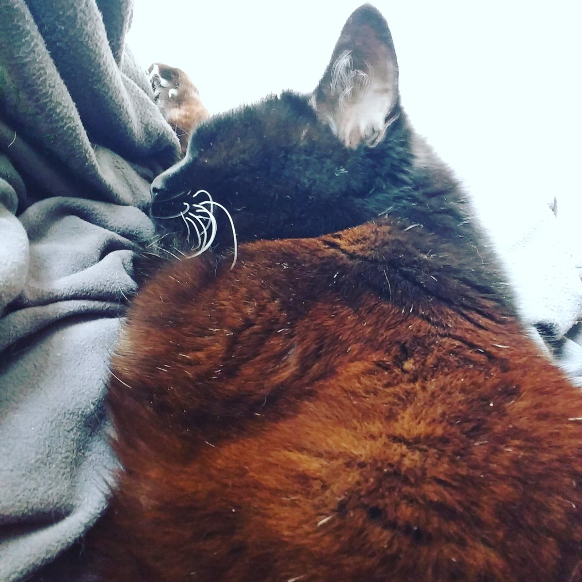 bagalutenGregor's tweet photo. Maunz.
#Morle #sleepingbeauty #Katze #Cat https://t.co/sisaUMtQwF