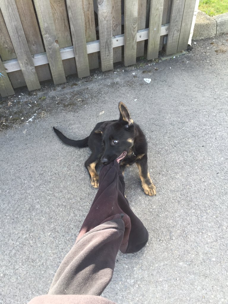 ASPoliceDogs's tweet photo. 3 month old PPD Marshy, seems to like this game. But please can I have my fleece back ?? https://t.co/96UyV5K4Rb