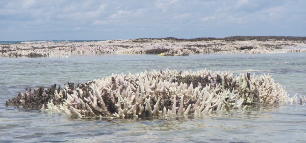 dobura's tweet photo. #aerialphotography #drone photos of #bleaching at #chumbe island Zanzibar @wiomsa @NCSecretariat #WIOBLEACHING2016 https://t.co/bjtcHegVVD