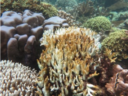 dobura's tweet photo. #WIObleaching2016 #monsoon shift means conditions improving rapidly. Question-how much of bleached coral will die? https://t.co/Gtj5ItgOaR