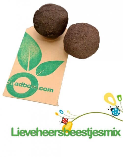 zaadbom's tweet photo. Wist je dat een "lieveheersbeestje" een erg nuttig diertje is?Ze eten namelijk de bladluizen op van planten.#zaadbom https://t.co/Er3FNaj8Od
