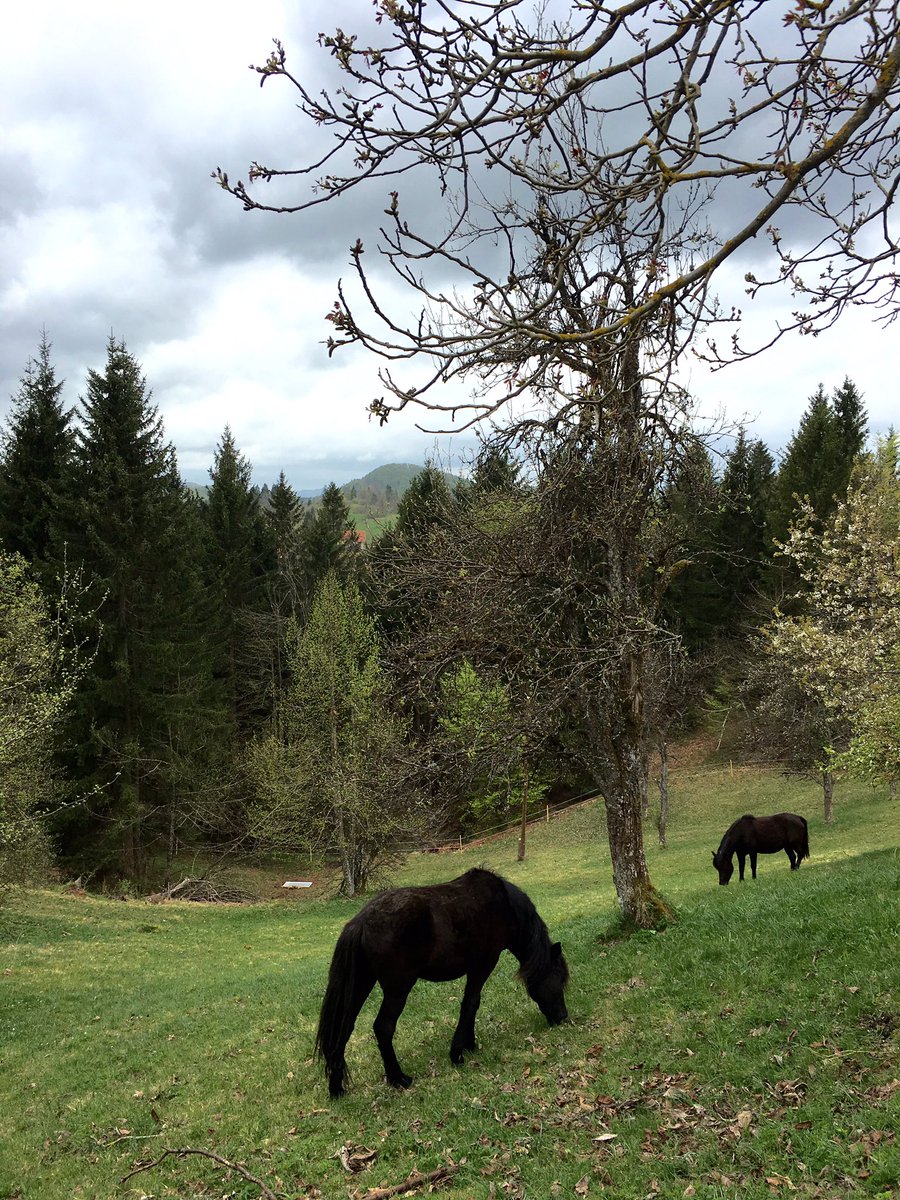 Enjoying the view! #bbk #bosnianmountainhorse #endangeredbreed #ifeelsLOVEnia