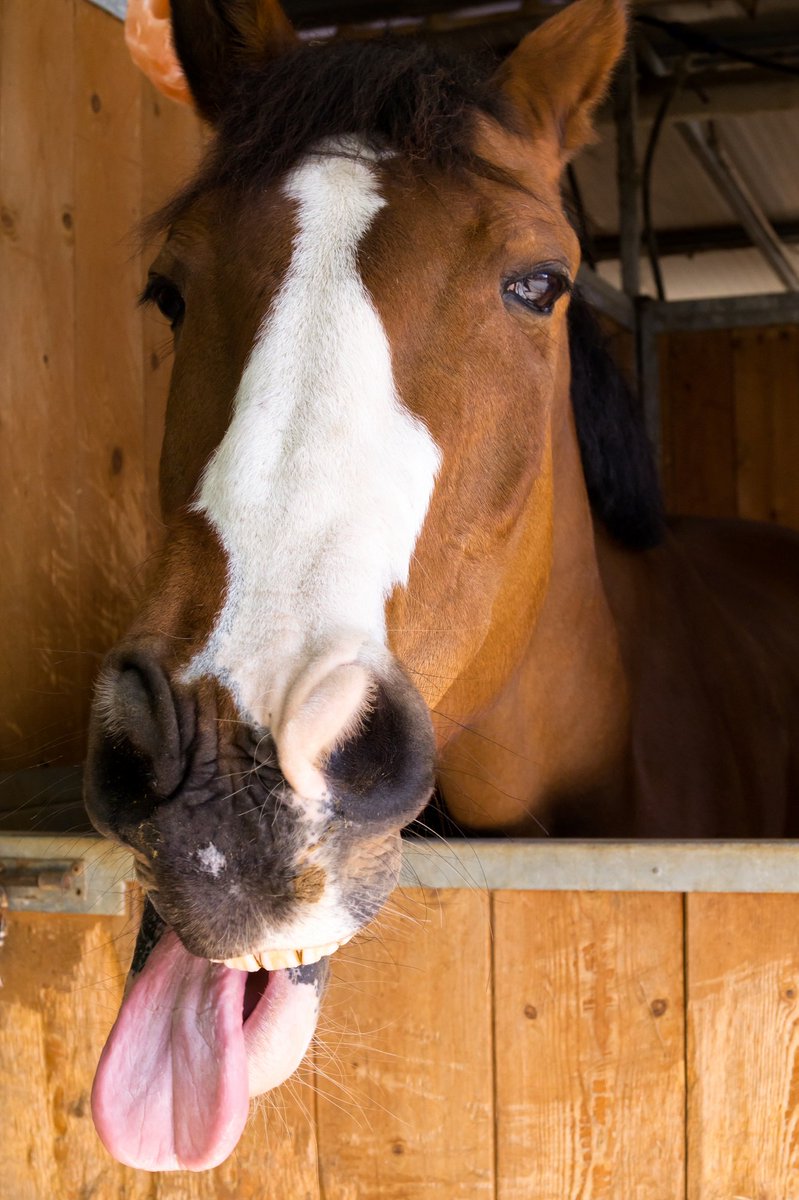 Does your horse make you laugh? Share a photo of your horse showing off his funniest face!