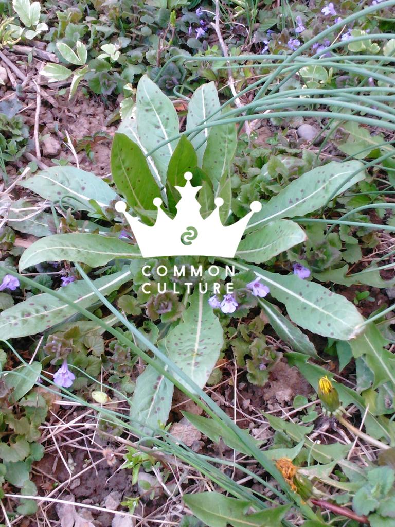 yearningdon's tweet photo. Green meets common culture 

|| @ConnorFranta @commonculture || 

#frantasticmonday https://t.co/Tv11aDsiHI