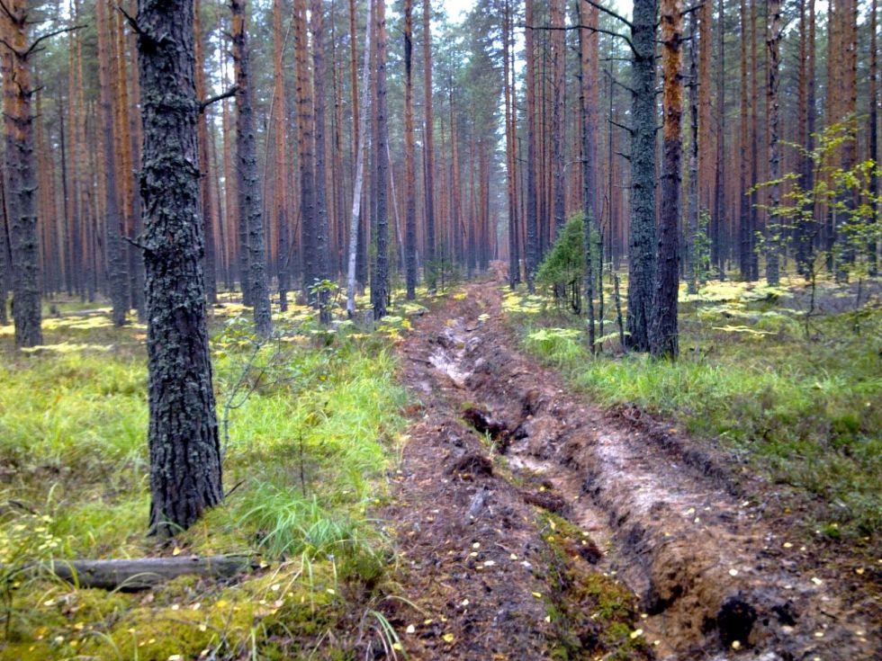 Использования лесного фонда. Земли лесного фонда России. Карелия земли лесного фонда Лесной фонд. Нелесные земли. Участок лесного фонда.