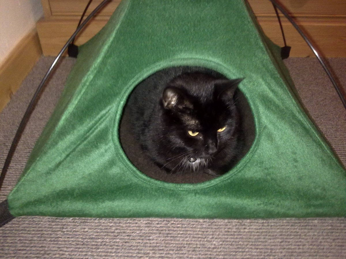 SurePetcare's tweet photo. Jasmine the happy SureFlap cat is enjoying relaxing because her home is safe from marauders! #surepet https://t.co/zssNHIChDy