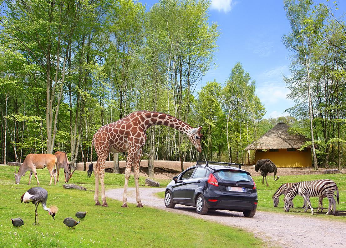 Always wanted to go on a #safari? Then you should head to #MondeSauvage in #Liège! bit.ly/1NaaUcS