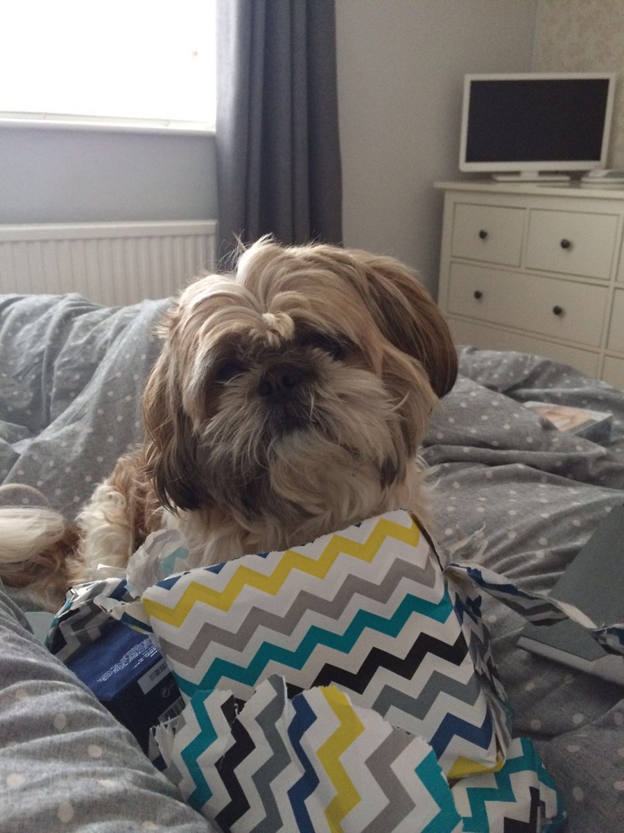 LadyMShihTzu's tweet photo. I also helped Father open his Birthday Presents....obviously they were all from me
#ShihTzuProblems https://t.co/zDTYgadLv6