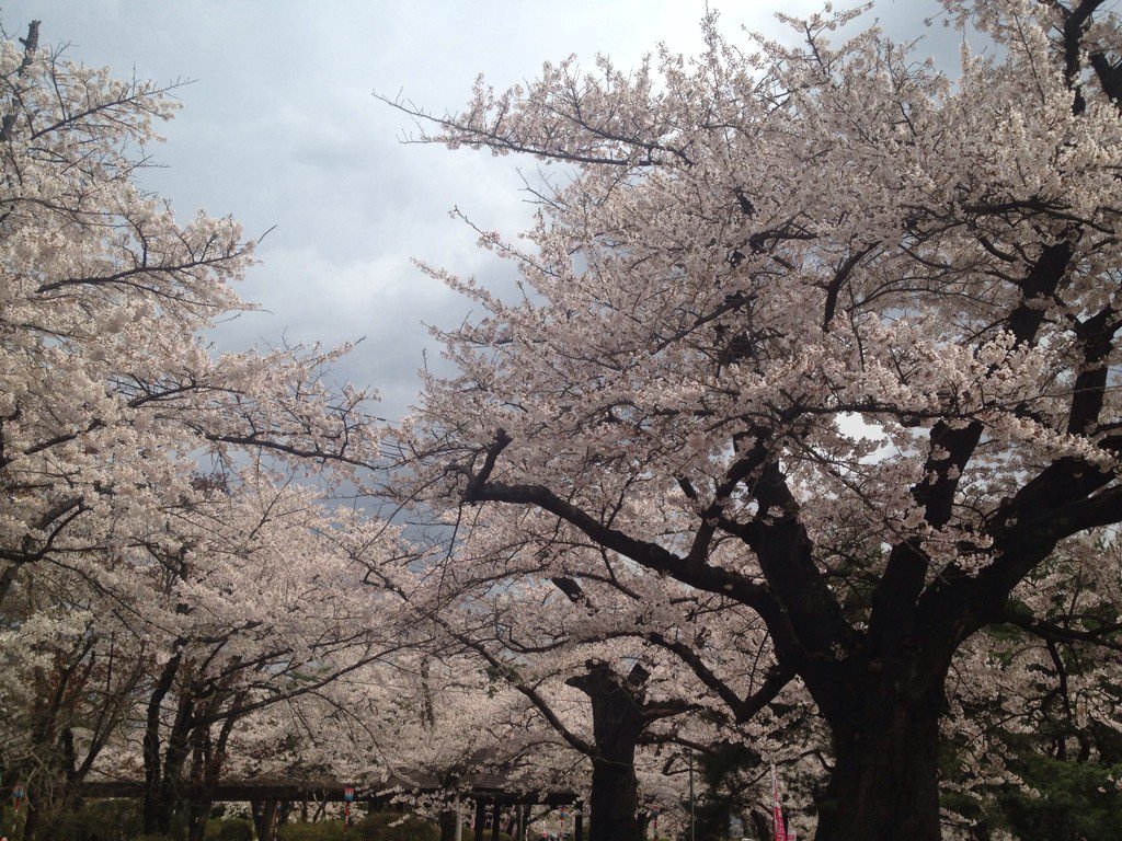 JunSokusoi's tweet photo. @hasimot50730552 
近所の公園花盛りです。写真を取る事はうまくないのですが、桜がきれいなので。 https://t.co/BTAPpKJdvf