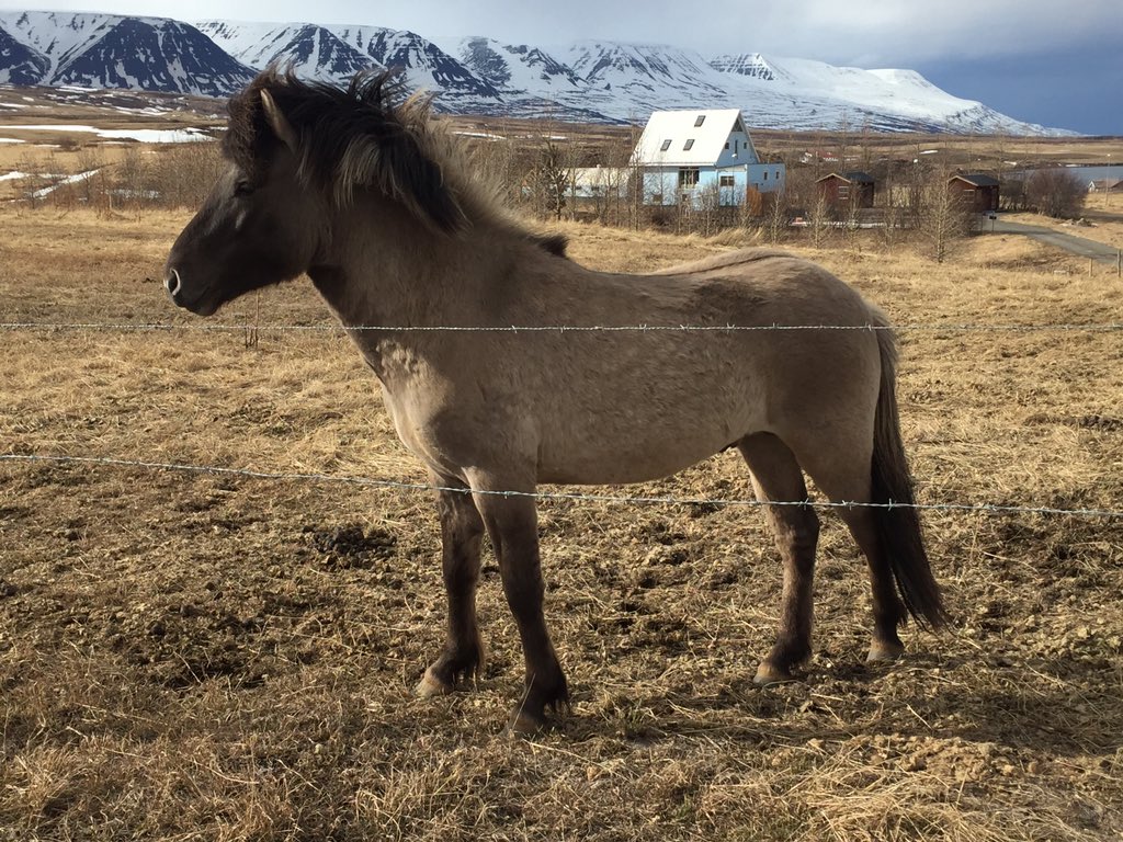 #icelandic #stallion #sveinnungi #horses #horse #Iceland #icelandichorse #icelandichorses #ishest