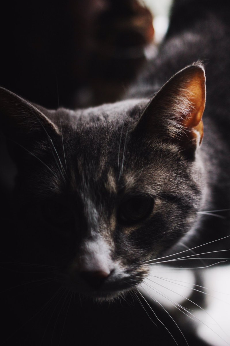 Finally got the time to collaborate with my friend Emma...and her stunning lil cat Katniss 😻