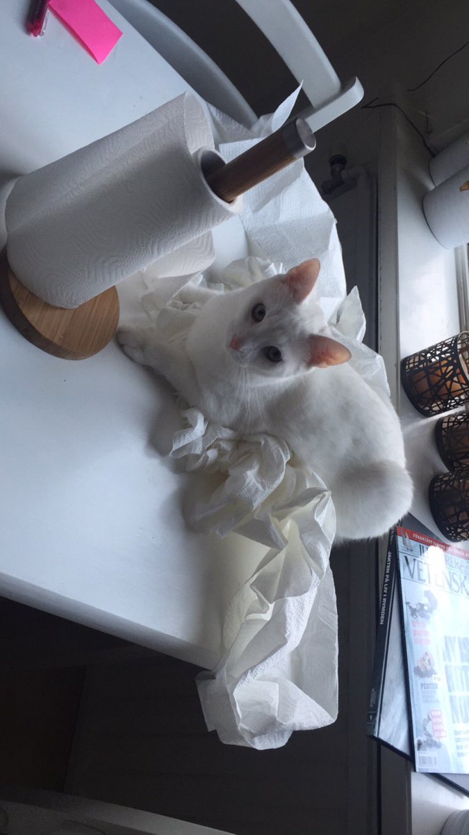 lydianord's tweet photo. Dagens sammanbrott. #kattbortskänkes https://t.co/DJfsh9DKTa