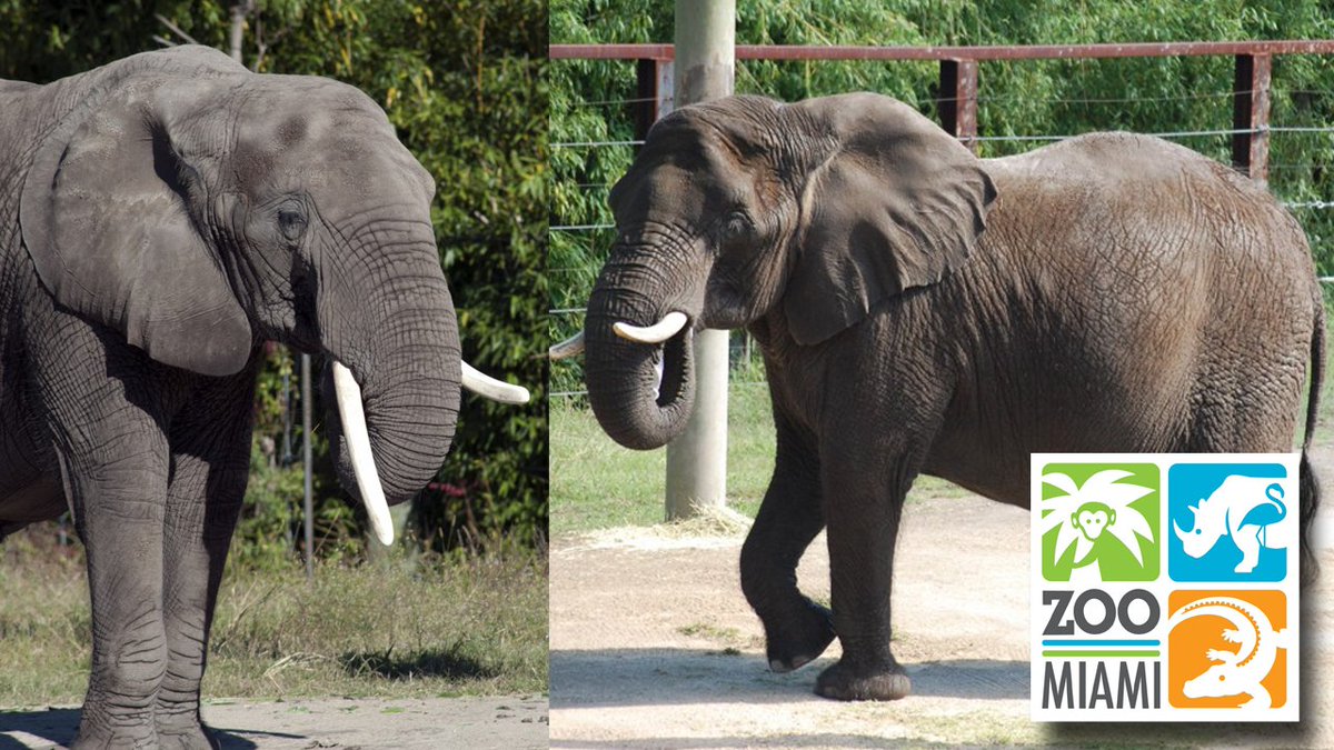Not snowbirds, elephants!  @zoomiami to welcome 2 African elephants from up north to family bit.ly/1Tfgn6Q?utm_me… https://t.co/OLF4ahejRh