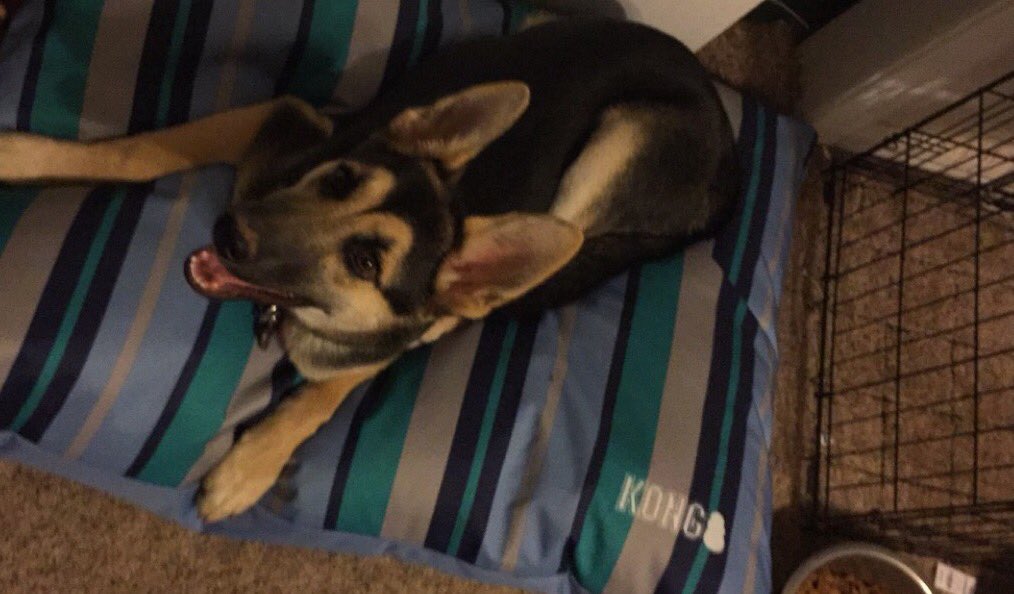 Laying on my new bed! #Kong #LazyPuppy