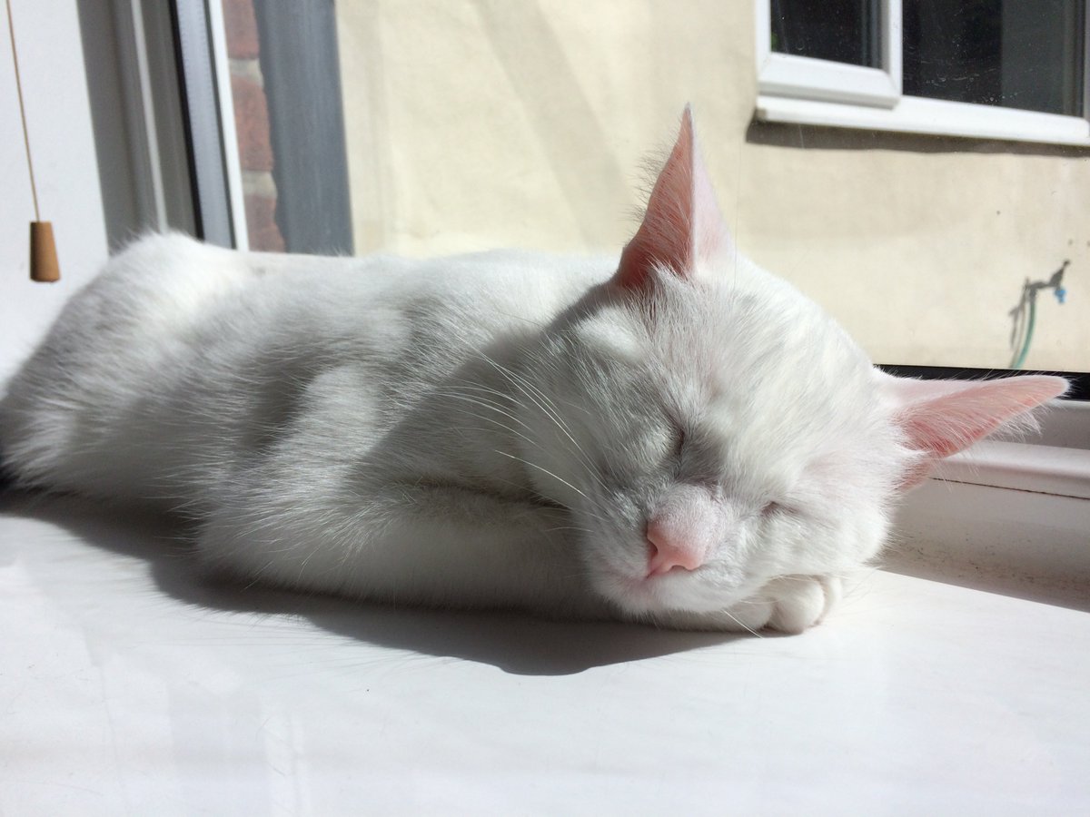 LittleDaisyDo's tweet photo. Wake me up when its Tuesday! https://t.co/W7SHk10tF5